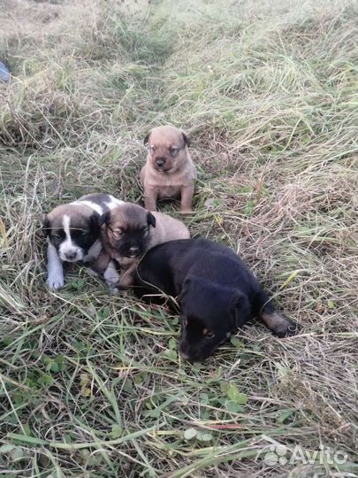 Щенки