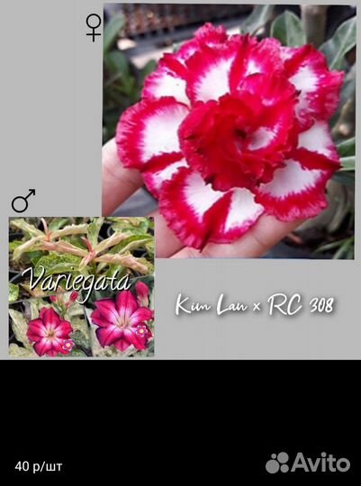 Семена адениума