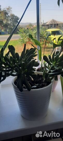 Толстянка хоббит