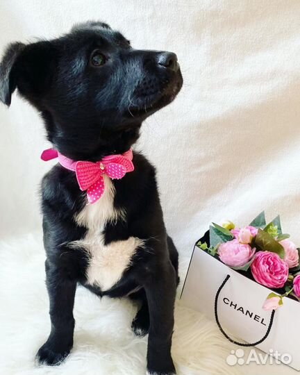 Щенок ищет дом