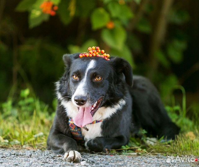 Собака в добрые руки