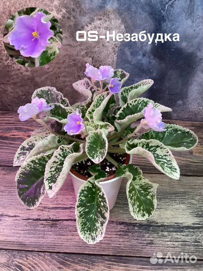 Взрослые фиалки