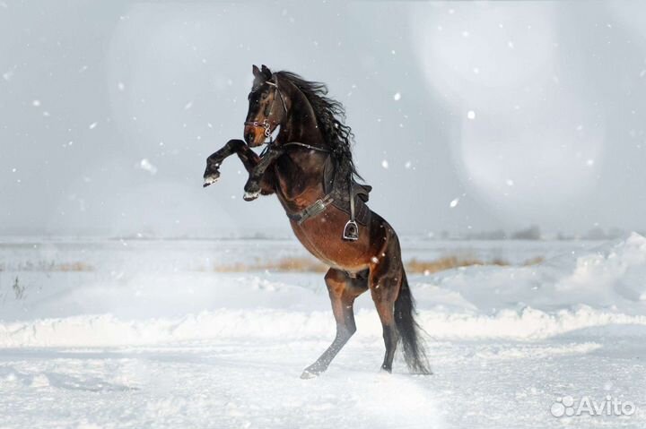 Доберман и трюковой конь для фотосессий