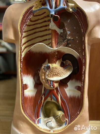 Репетитор по биологии / Подготовка к егэ, огэ