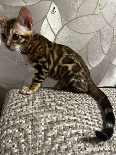 Бенгальский малыш