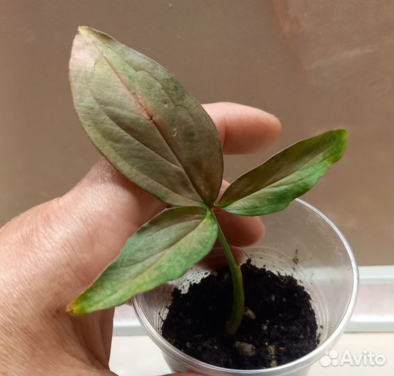 Сингониумы