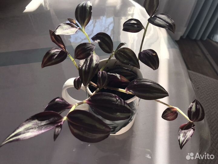 Традесканция