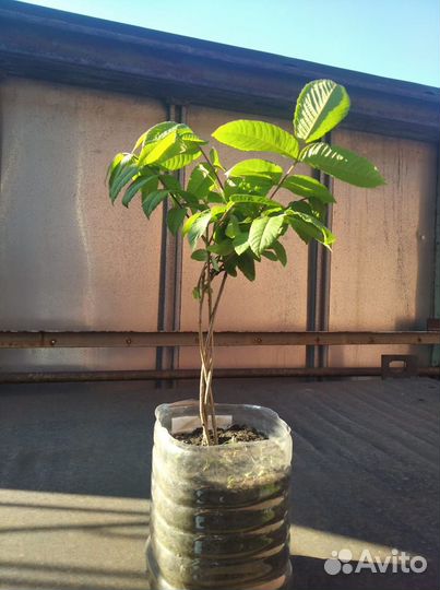 Маньчжурский орех