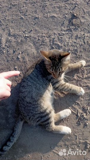 Котик 3-4 месяца