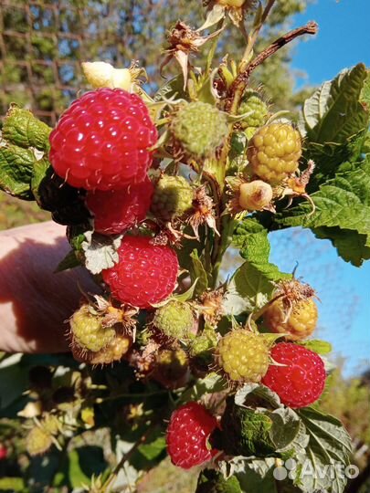 Ремонтантная малина Атлант