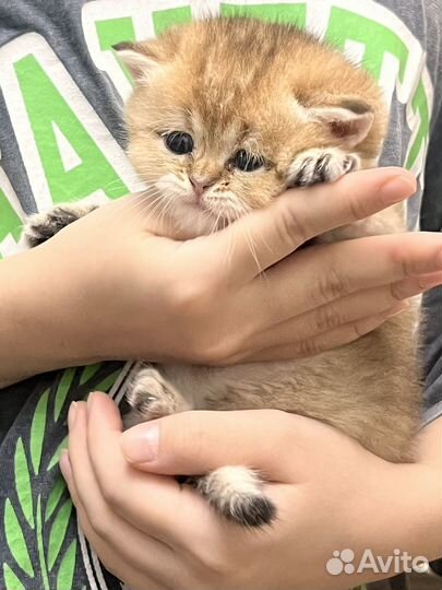 Британские котята,золотая шиншилла