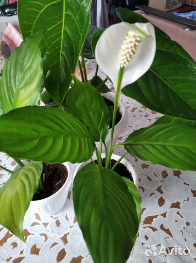 Спатифиллум