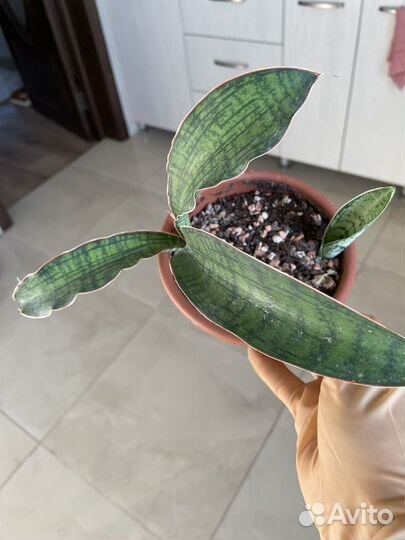 Сансевиерия сортовая