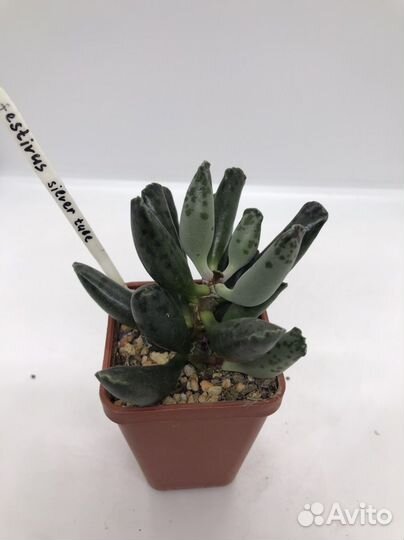 Суккуленты адромискусы