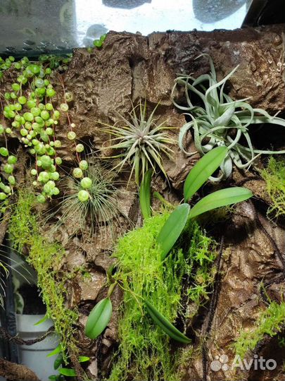 Тилландсия атмосферная Новое поступление