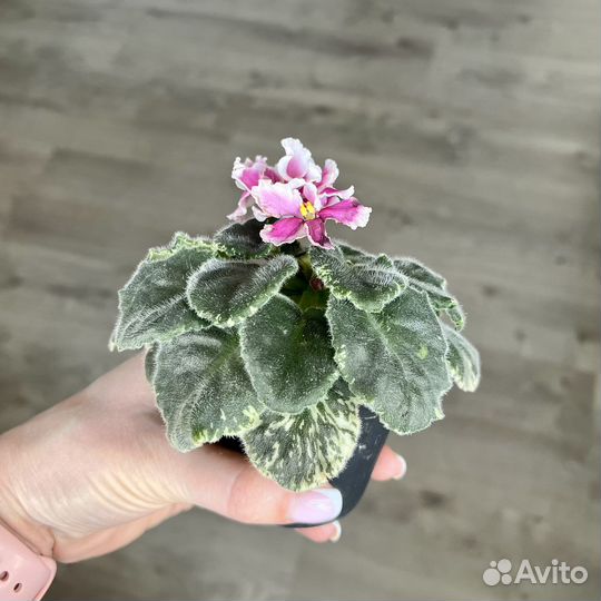 Фиалка цветущая, ват- Амазонка, пестролистник