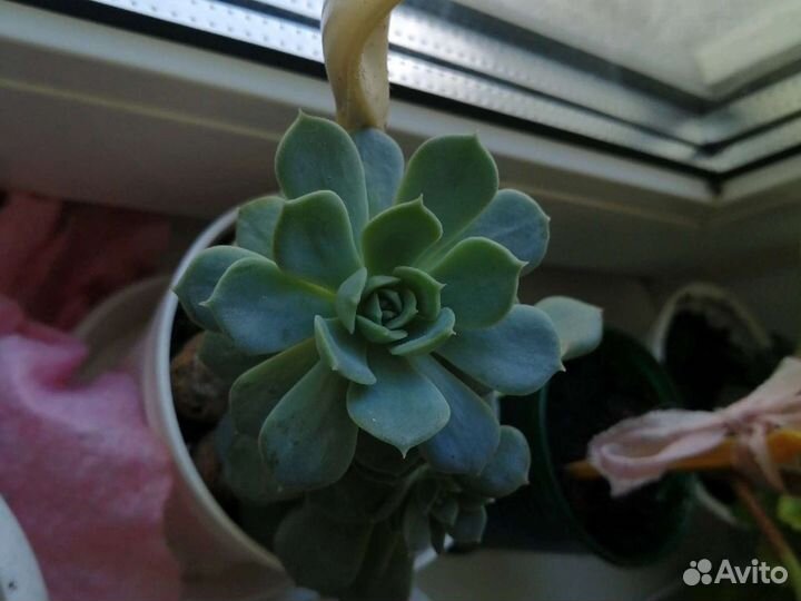 Детки эхиверий, каланхоэ