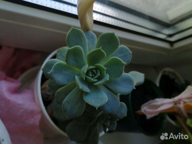 Детки эхиверий, каланхоэ