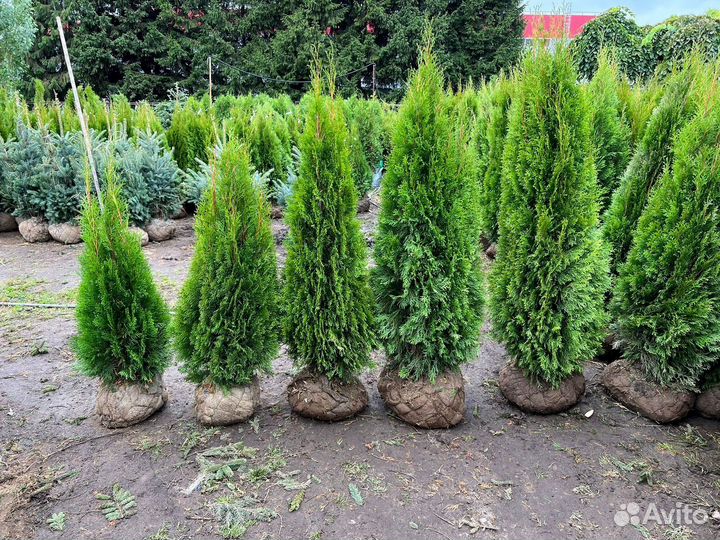 Туя из питомника