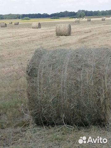 Сено в рулонах,250кг
