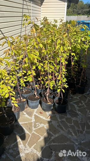 Плодовые саженцы в горшках оптом