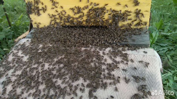 Пчелы