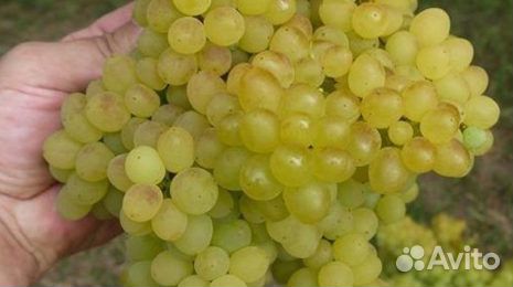 Виноград