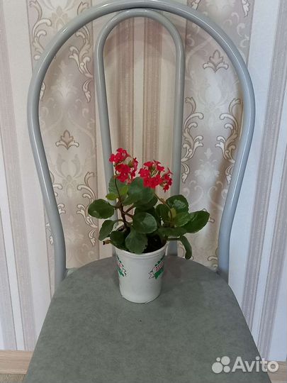 Каланхоэ цветущий