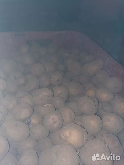 Семенной картофель
