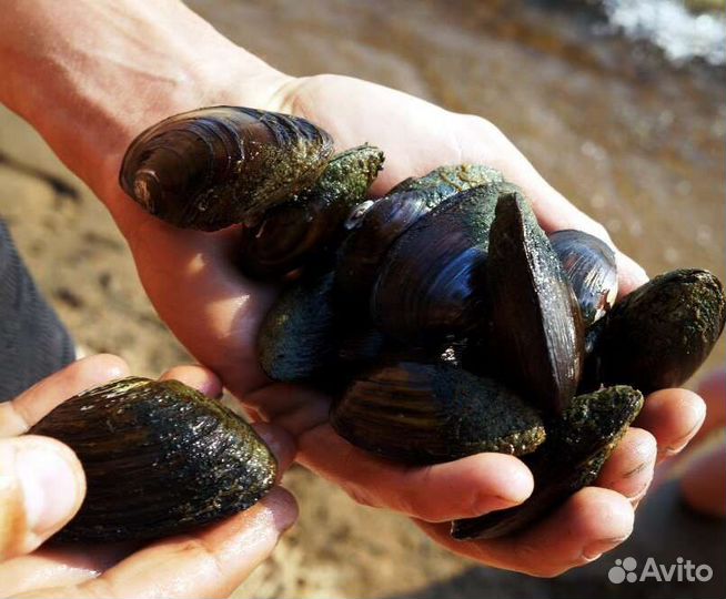 Живые устрицы, мидии, рапаны