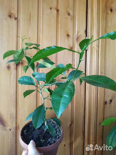 Мандариновое дерево