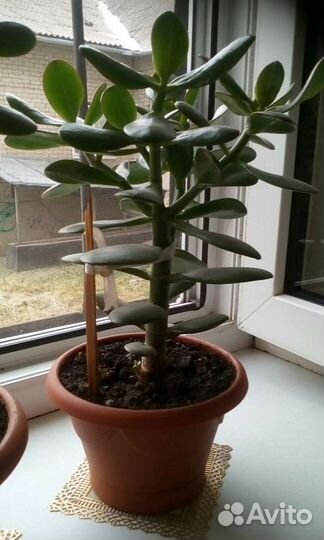 Толстянка, денежное дерево полезное как Аллой