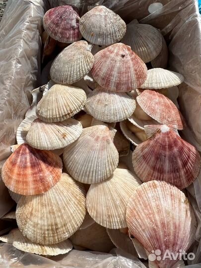 Гребешок с икрой на створке (опт)