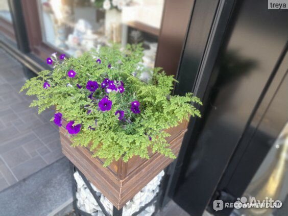 Пилея мелколистная