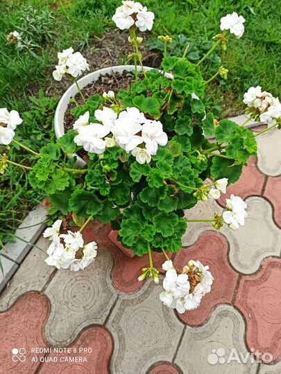Герань пеларгония белая