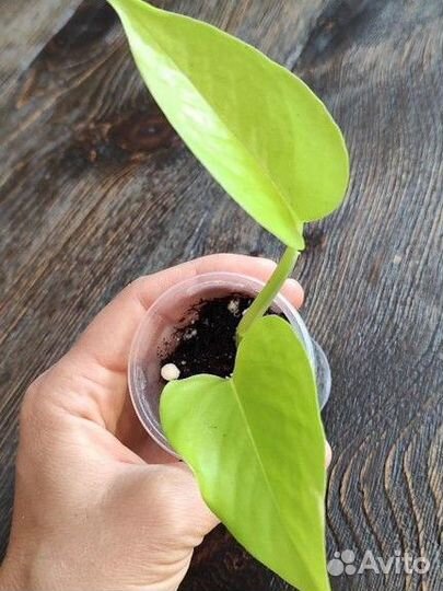 Крассула плауновидная, пилея, сциндапсус