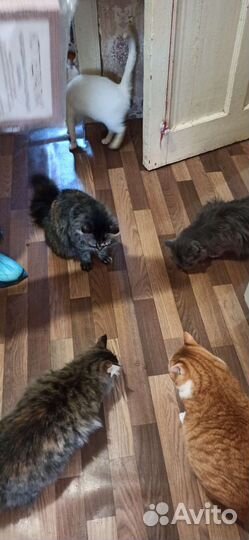 Временный кошачий дом