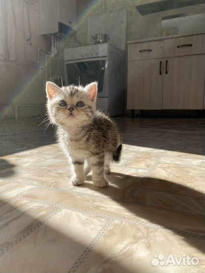 Шотландская девочка