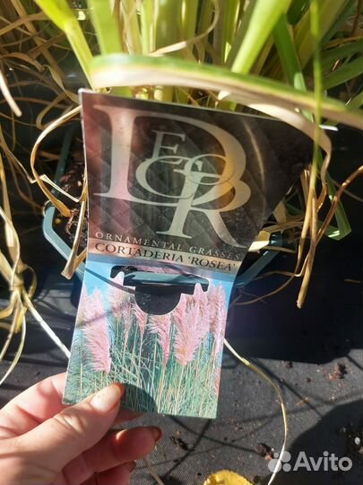 Кортадерия