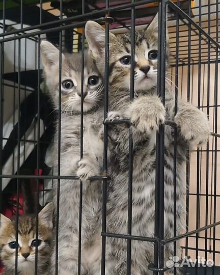 Настрадавшиеся котодети ищут дом