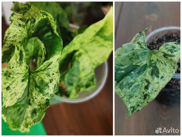 Сингониумы