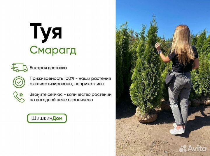 Туя Смарагд оптом от 20шт