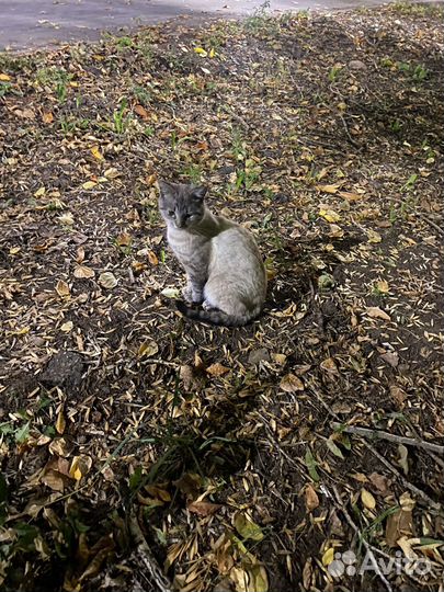 Пристраивается котик