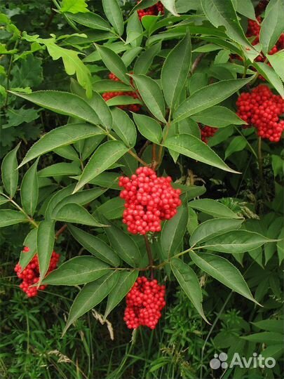 Хмель, мелисса, мята, ревень, кипрей, бузина