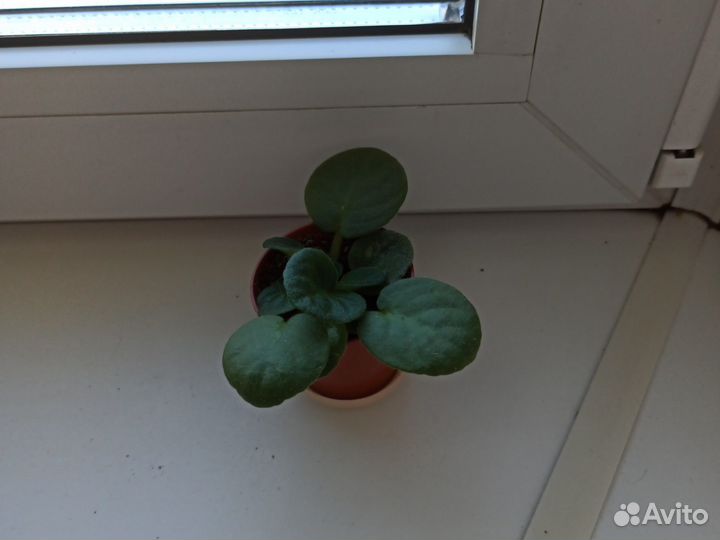 Фиалки детки