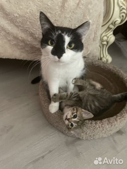 Кошечка в самые доьрые руки