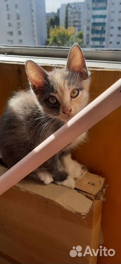 Кошка Котенок