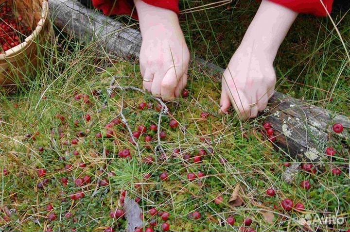 Брусника Клюква свежая Рязань