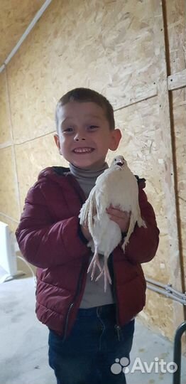 Яйца перепелиные