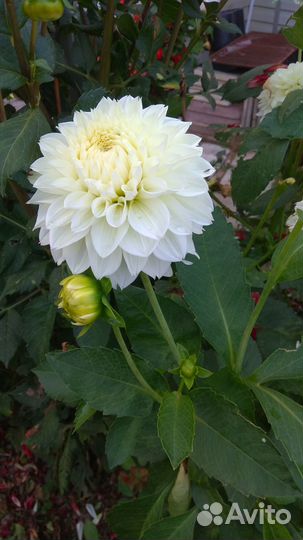 Георгины клубни